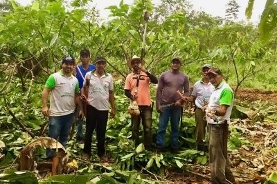 notícia: Poda de cacau pode aumentar produtividade em até 30%, diz Emater
