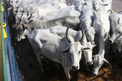 notícia: Pará inicia vacinação contra a febre aftosa na sexta-feira (1º)