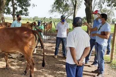 notícia: Fertilização in Vitro pode dobrar produção de leite em Conceição do Araguaia