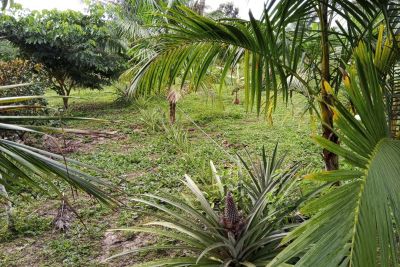 notícia: Agricultura em Peixe-Boi dá exemplo de preservação ambiental