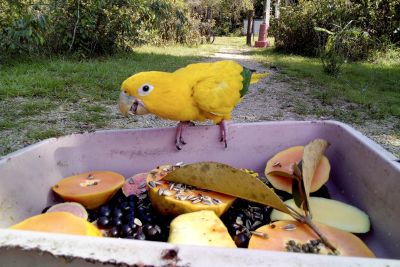 notícia: Projetos no Parque do Utinga mantém a natureza protegida em meio à pandemia do novo coronavírus