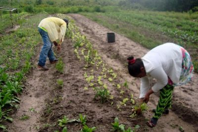 notícia: Agricultores fornecerão alimentos para alunos do município de Maracanã
