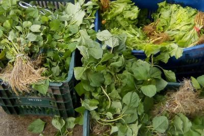 notícia: Agricultura familiar garante alimento saudável em Inhangapi para a população