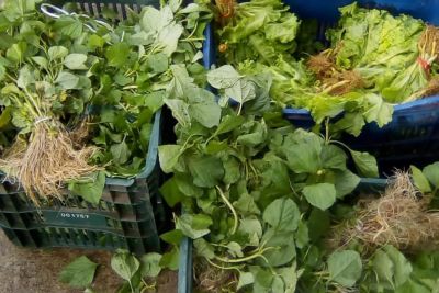 notícia: Emater retoma etapa presencial de Cadastro Ambiental em Inhangapi