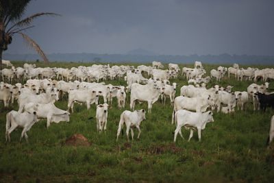 notícia: Crédito rural beneficiará 800 famílias do município de Curuá