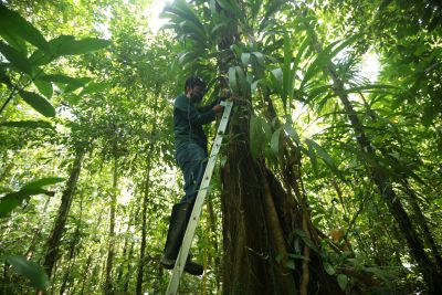notícia: Parque do Utinga cataloga dezenas de espécies de plantas durante a pandemia