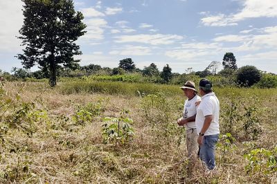 notícia: Emater vence edital bicontinental para pesquisa sobre mandioca