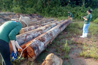 notícia: Semas divulga o balanço total da maior apreensão de madeira do ano