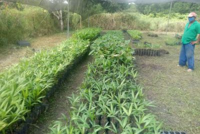 notícia: Projeto do governo distribui 40 mil sementes frutíferas para agricultores familiares no Pará