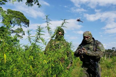 notícia: Polícia Civil destrói mais de dez mil pés de maconha em Terra Alta