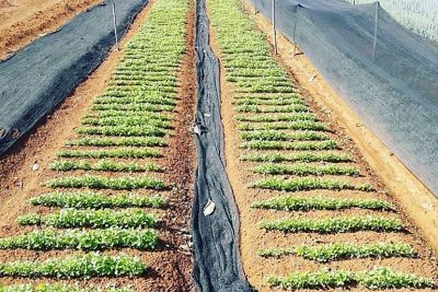notícia: Com emissão de DAP, Emater visa aumentar produção de agricultores de Tucuruí