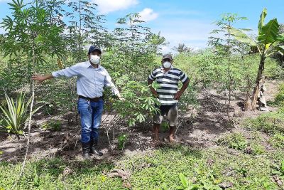 notícia: Com incentivo do governo e parcerias, produção de mandioca em Inhangapi deve aumentar 25%