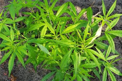 notícia: PM apreende cerca de 15 mil pés de maconha na zona rural de Nova Esperança do Piriá