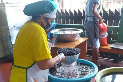 notícia: Com o apoio da Emater, famílias vulneráveis recebem 300 litros de açaí