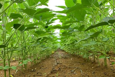 notícia: Vazio sanitário da soja protege colheita contra ataques de fungo