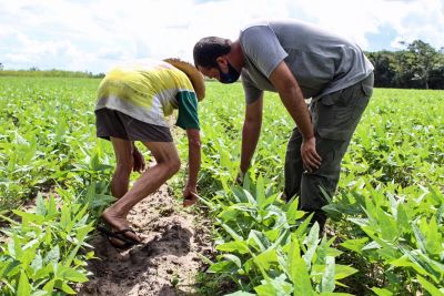 notícia: Em parceria com agricultor de Bragança, Emater fortalece produção de feijão caupi na região