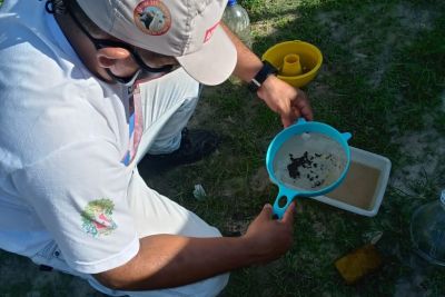 notícia: Pará avança rumo à erradicação da mosca-da-carambola