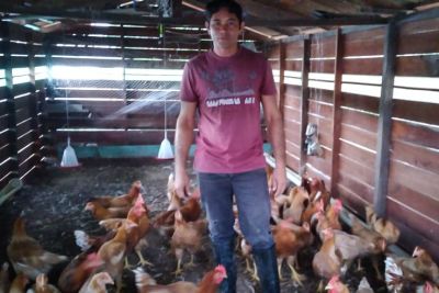 notícia: Criação de galinha caipira em palafita gera renda e alimento para agricultores de Melgaço