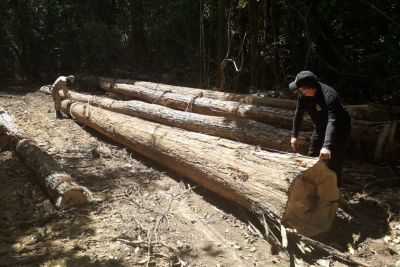 notícia: Perícia Criminal ajuda no combate ao desmatamento na Operação Amazônia Viva