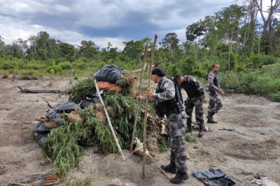 notícia: Polícia Militar combate tráfico no Mojú e apreende cerca de 2.700 pés de maconha