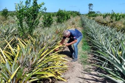 notícia: Adepará convoca produtores de abacaxi para cadastramento anual