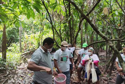 notícia: Emater realiza dia de campo sobre cacau para agricultores de Almeirim