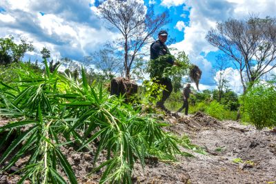 notícia: Polícia Civil destrói mais de 200 t de maconha durante operação Colheita Maldita II
