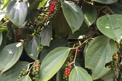 notícia: Medidas sanitárias estimulam crescimento da produção de pimenta-do-reino