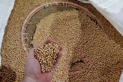 notícia: Adepará alerta para o prejuízo do comércio ilegal de sementes e mudas