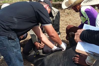 notícia: Plataforma agiliza habilitação de veterinários para diagnóstico de brucelose e tuberculose animal