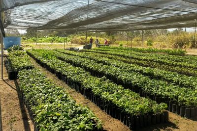 notícia: Ideflor-Bio utiliza metodologia PROSAF para recuperar áreas no Territórios Sustentáveis
