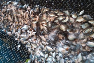 notícia: Estações de reprodução mantidas pela Sedap alcançaram 1,5 milhão de alevinos distribuídos