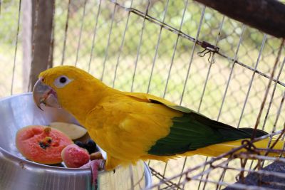 notícia: Ideflor-bio e Uepa destacam importância de biólogos para preservação da biodiversidade amazônica  