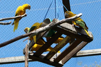 notícia: Ideflor-Bio prevê terceira soltura de ararajubas até o final deste ano