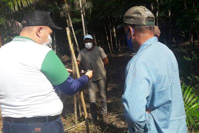 notícia: Extrativistas de Marabá podem triplicar colheita de açaí com manejo orientado