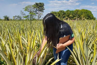 notícia: Pará lidera a produção nacional de abacaxi e Adepará garante a sanidade do fruto