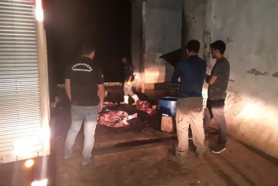 notícia: Operação da Adepará apreende bovinos destinados ao abate irregular