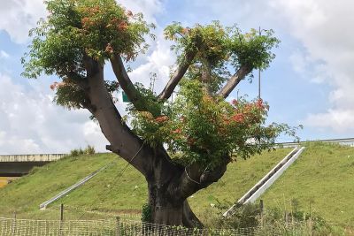 notícia: Folhagem nova mostra que transplante de samaumeiras da BR-316 foi um sucesso