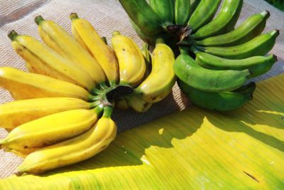notícia: 'Pará Produtivo' incentiva o cultivo de banana em seis municípios