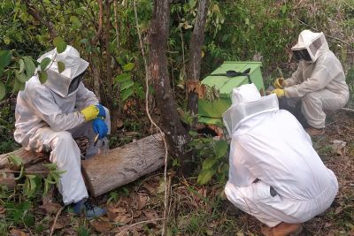 notícia: Emater incentiva fruticultores de Itaituba a produzir mel como diversificação de renda