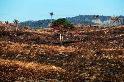 notícia: Governo diminui em 60% o desmatamento em áreas estaduais em agosto