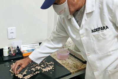 notícia: Serviço de classificação vegetal da Adepará auxilia no controle da qualidade de produtos
