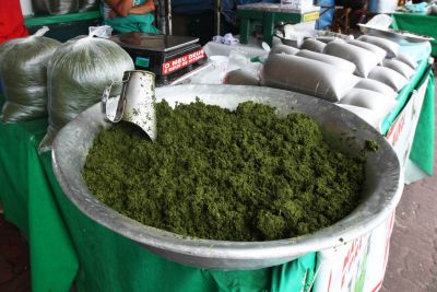 notícia: Adepará orienta produtores e consumidores para o uso da maniva