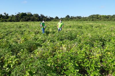 notícia: Nova colheita orientada pela Emater fortalece plantio comercial de feijão-manteiguinha em Monte Alegre