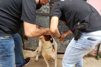notícia: Polícia Civil resgata cão abandonado há seis meses no bairro do Telégrafo