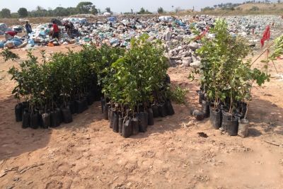 notícia: Adepará destrói carga com mais de 340 mudas clandestinas de citros em Xinguara