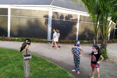 notícia: Coruja 'Olívia' é a mais nova atração do Parque Zoobotânico Mangal das Garças