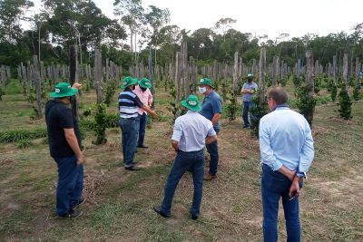 notícia: Emater discute fortalecimento da produção de pimenta do reino no Pará