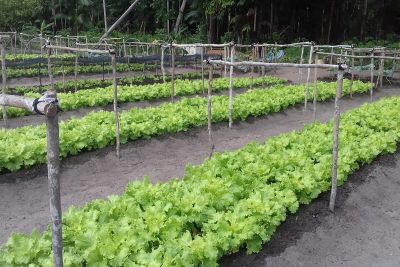 notícia: Produtos de horta cultivada por detentos são doados a instituições assistenciais