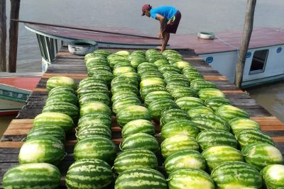 notícia: Com apoio da Emater, famílias de Afuá recebem frutas oriundas da agricultura familiar